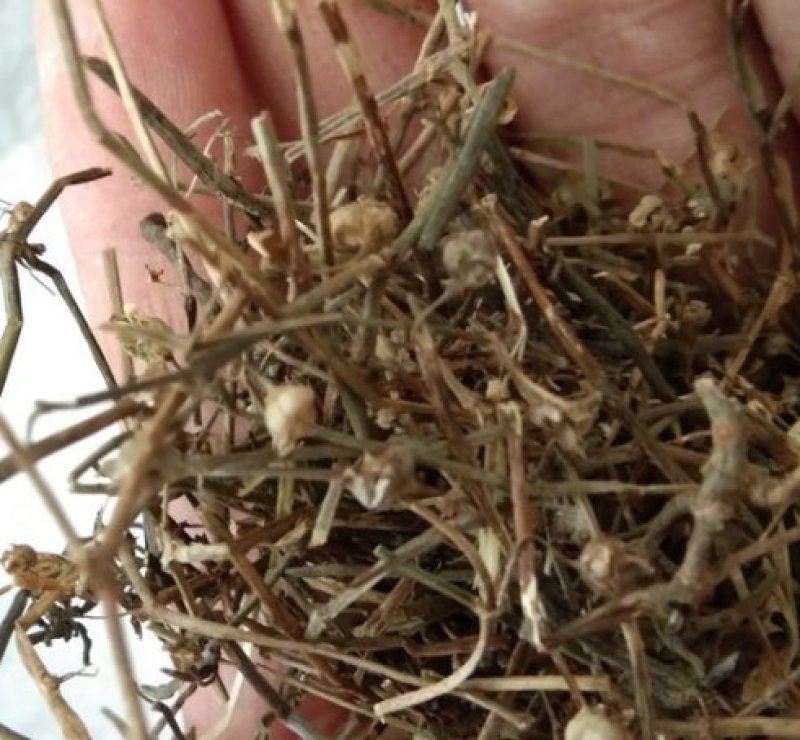 中药材白花蛇舌草也叫白花舌草河南产白花蛇舌草价格内有视频