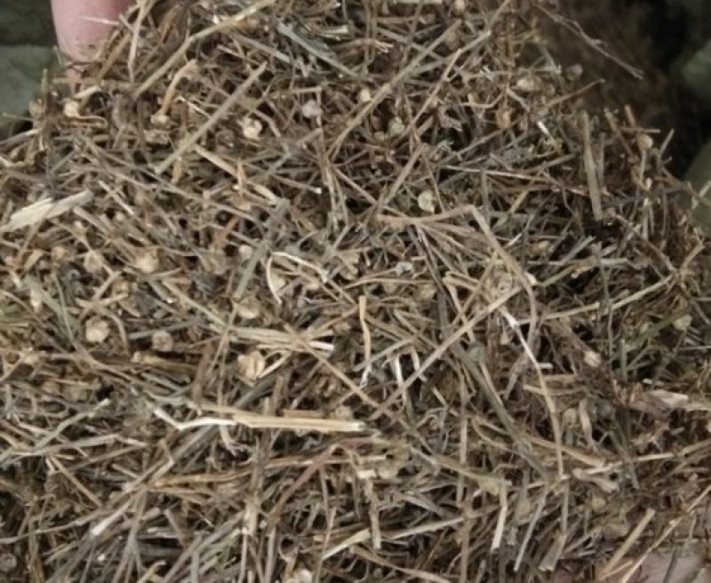 中药材白花蛇舌草也叫白花舌草河南产白花蛇舌草价格内有视频