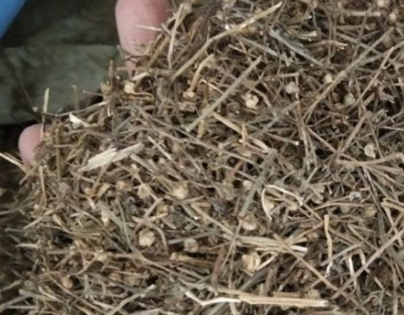 中药材白花蛇舌草也叫白花舌草河南产白花蛇舌草价格内有视频