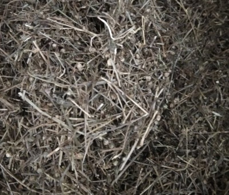 中药材白花蛇舌草也叫白花舌草河南产白花蛇舌草价格内有视频