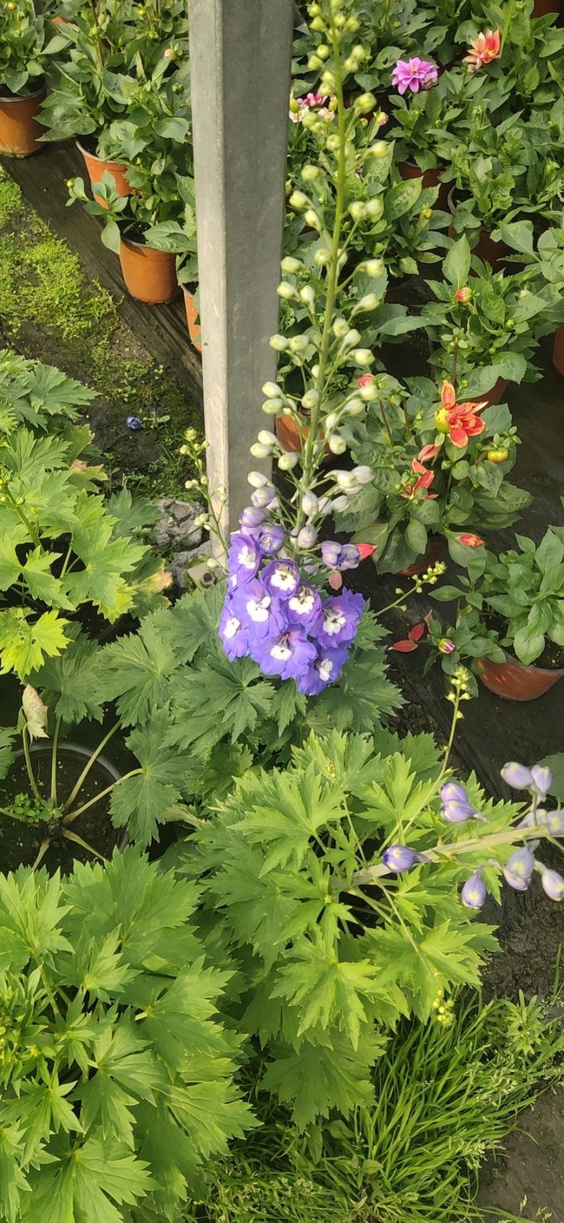毛地黄花海公园园林绿化苗木盆栽