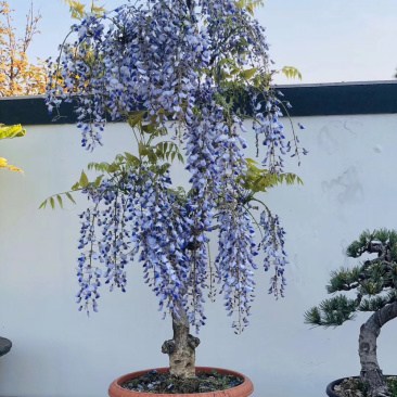 紫藤/紫藤古桩/紫罗兰紫藤/紫藤苗/紫藤种子