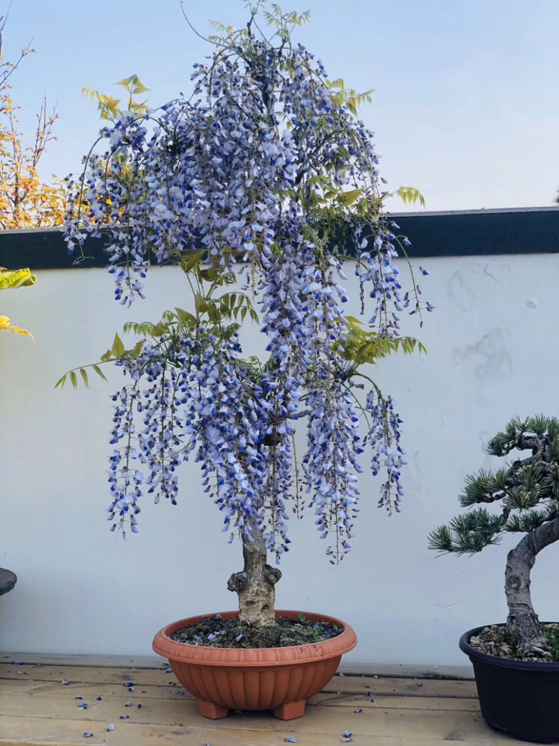 紫藤/紫藤古桩/紫罗兰紫藤/紫藤苗/紫藤种子