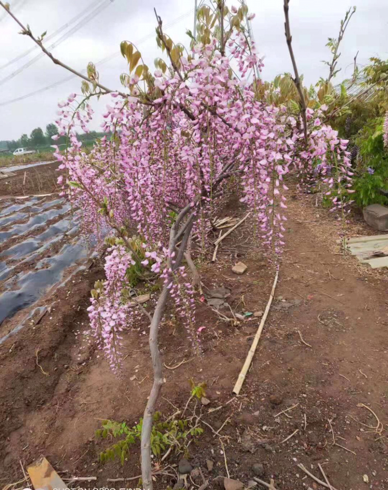 紫藤/紫藤古桩/紫罗兰紫藤/紫藤苗/紫藤种子