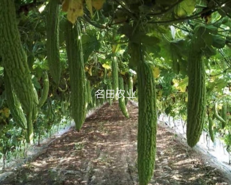 苦瓜种子，油亮型产量高，抗病强，颜色好结的多