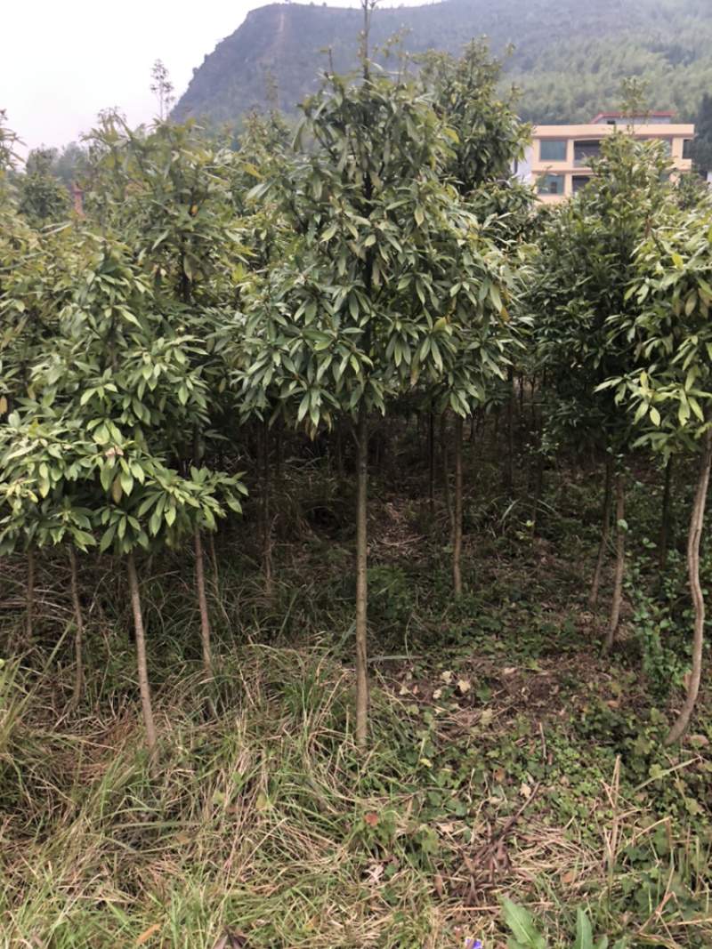 金丝楠木，精品金丝楠木，金丝楠木杯苗，楠木小苗