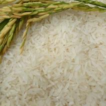 一件农家生态黄花粘大米香软稻米婴儿精米油粘
