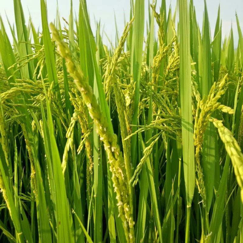 一件代发农家生态黄花粘大米香软稻米婴儿精米油粘