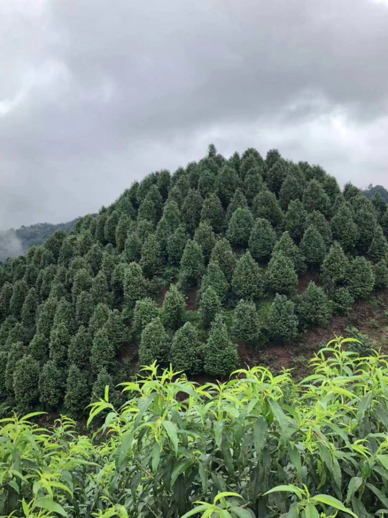 精品茶花，茶花小苗，茶花树，茶花球，工程小苗，四季茶