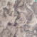 中药材白芨正品三叉白芨旱白芨个白芨片内有视频中药材批发零