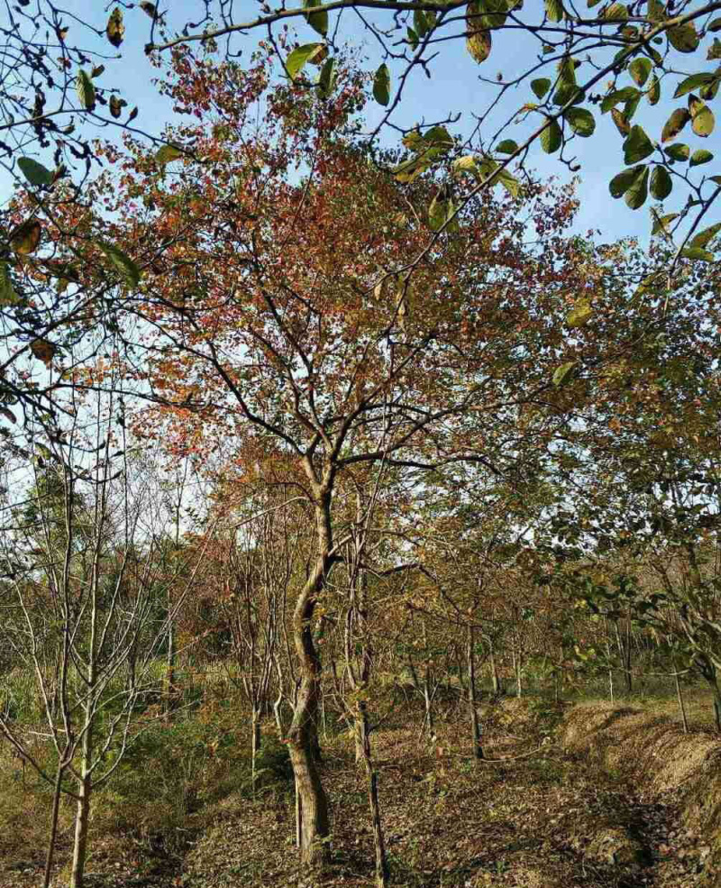 乌桕6公分8公分10公分15公分