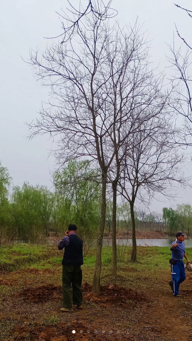 乌桕6公分8公分10公分15公分