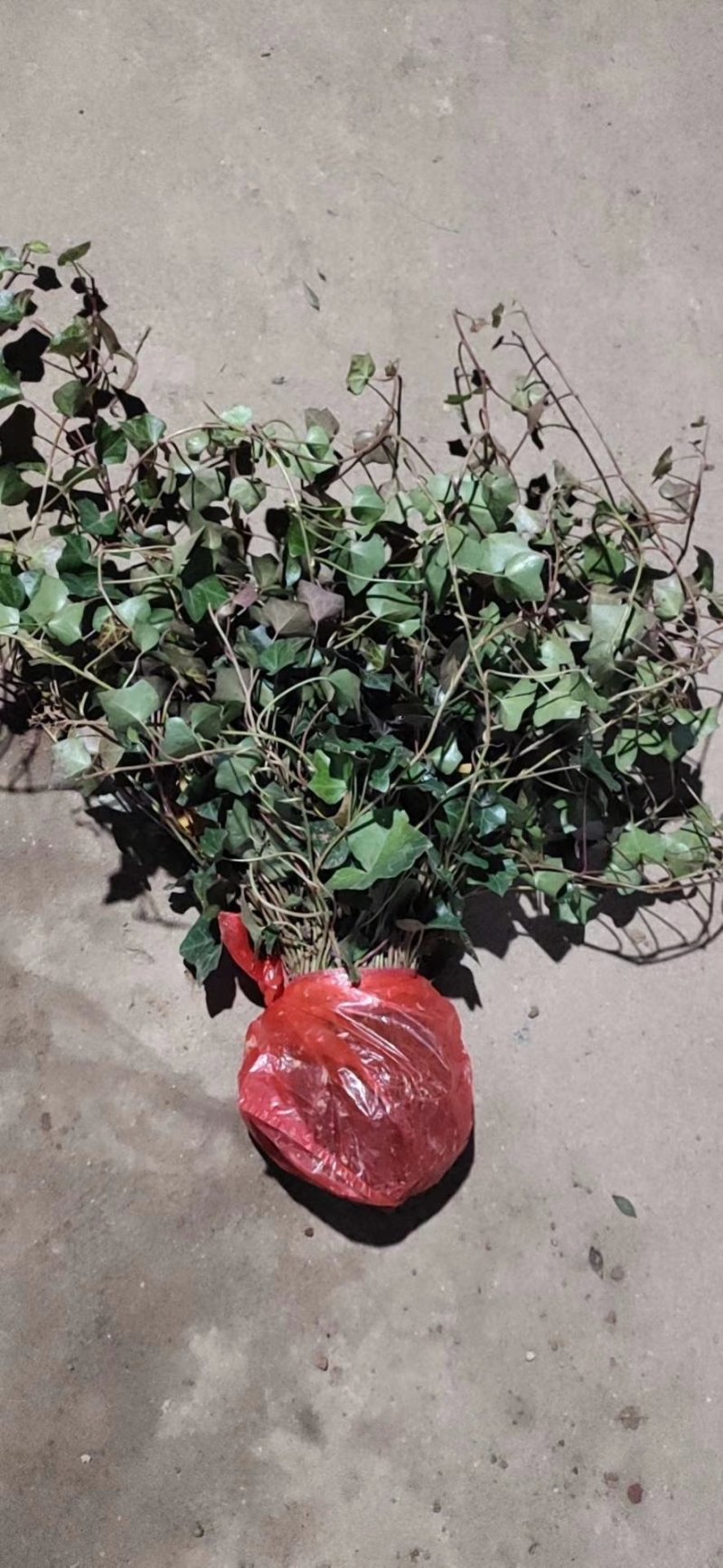 常春藤常青藤常青藤杯苗常青藤地苗20一100公分爬藤植物