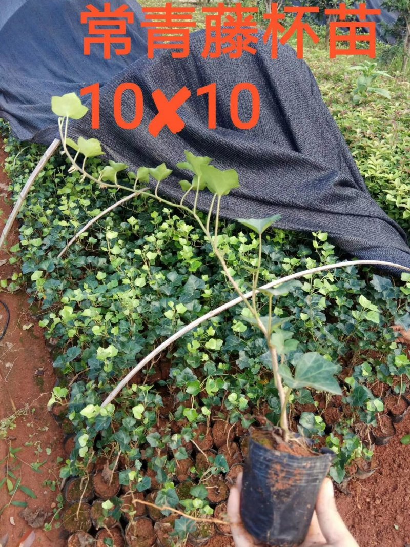 常春藤常青藤常青藤杯苗常青藤地苗20一100公分爬藤植物