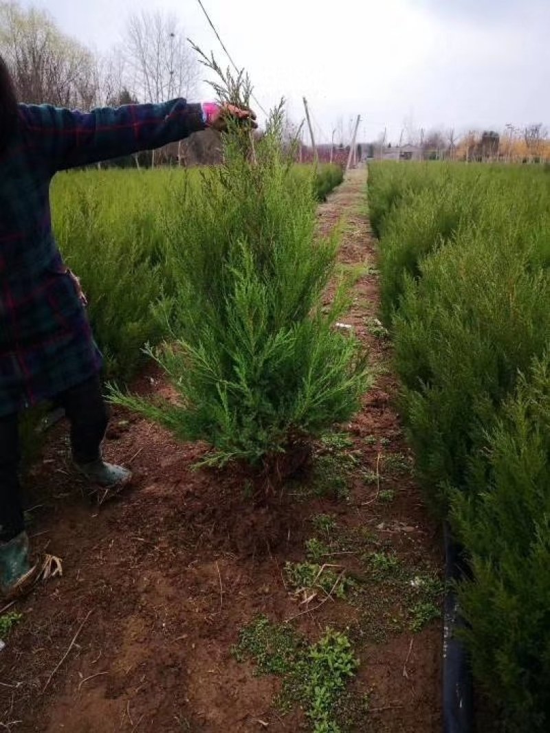 塔柏(蜀桧)塔柏树苗大量供应一手货源基地直供