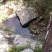 独蒜兰-浙西山区野生独蒜兰中药材