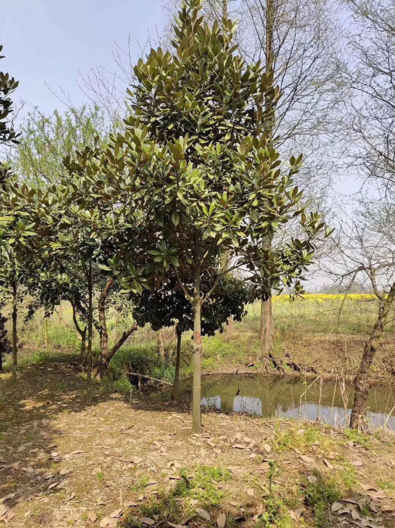 广玉兰5-20公分基地直销大量供应