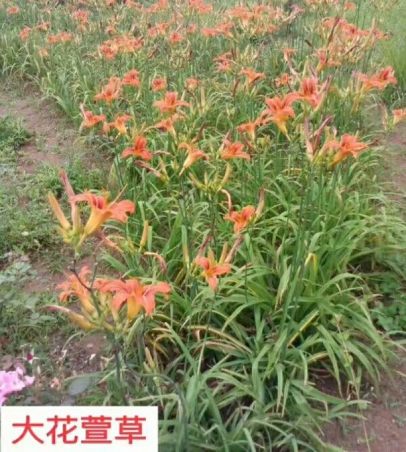 大花萱草金娃娃萱草苗青数足基地直销量大从优