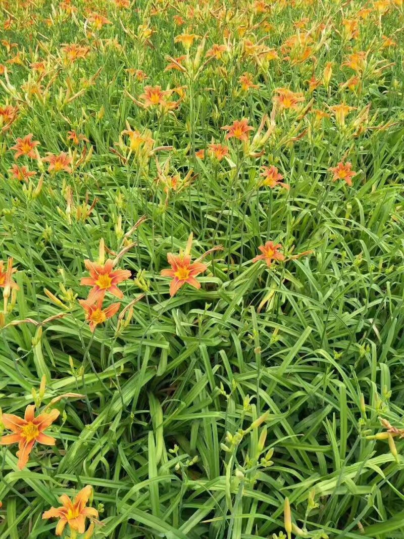 大花萱草金娃娃萱草苗青数足基地直销量大从优