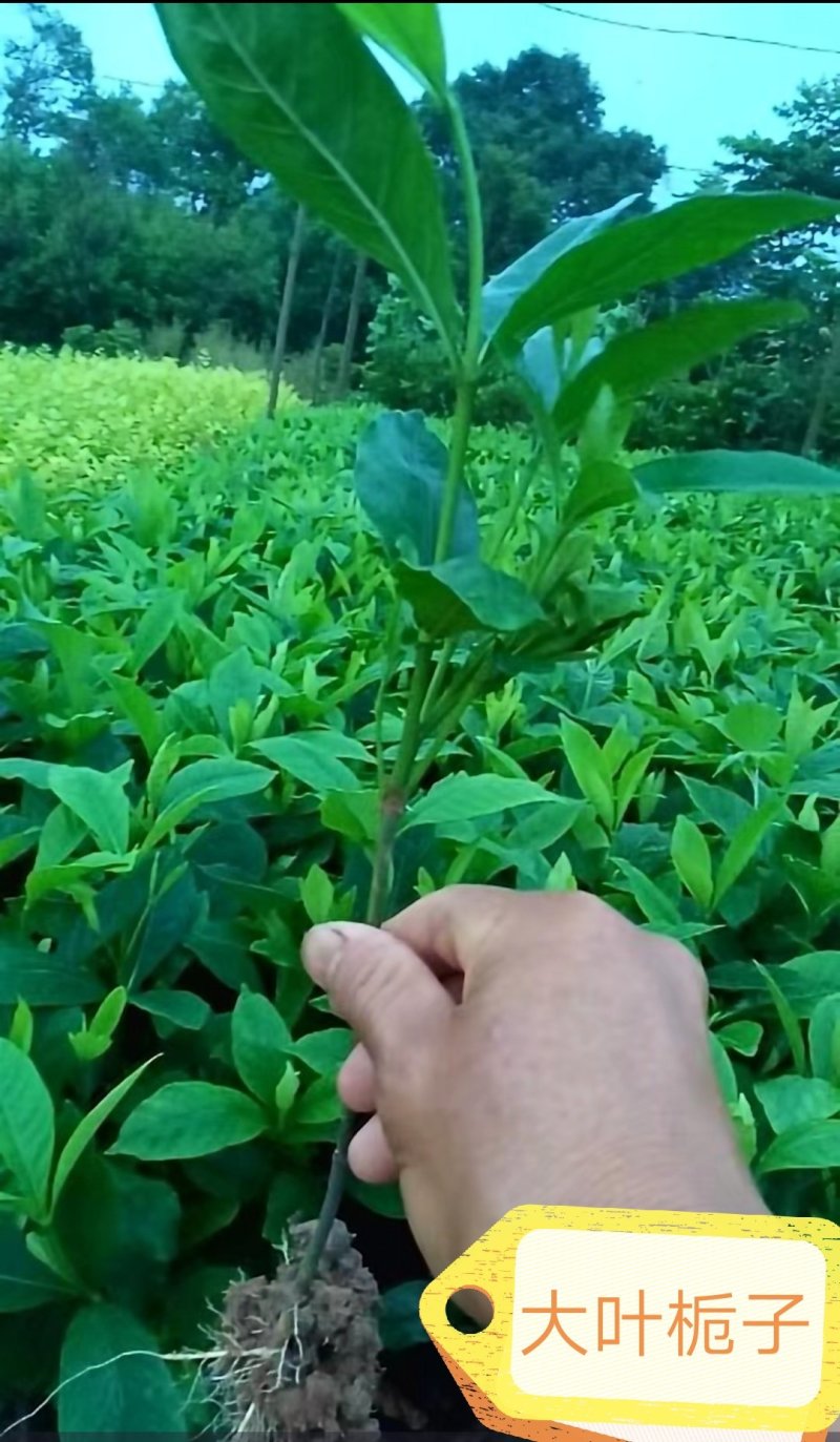 大叶栀子地苗杯苗10一50公分叶片清秀粗壮基地直销
