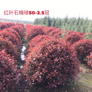 红叶石楠球。50冠至2.5米毛球净球