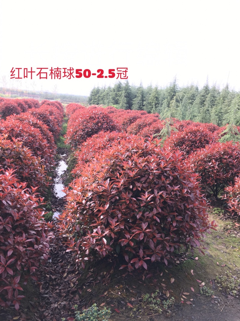 红叶石楠球。50冠至2.5米毛球净球