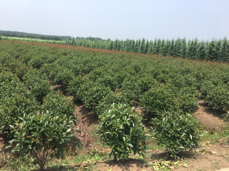 红叶石楠球。50冠至2.5米毛球净球