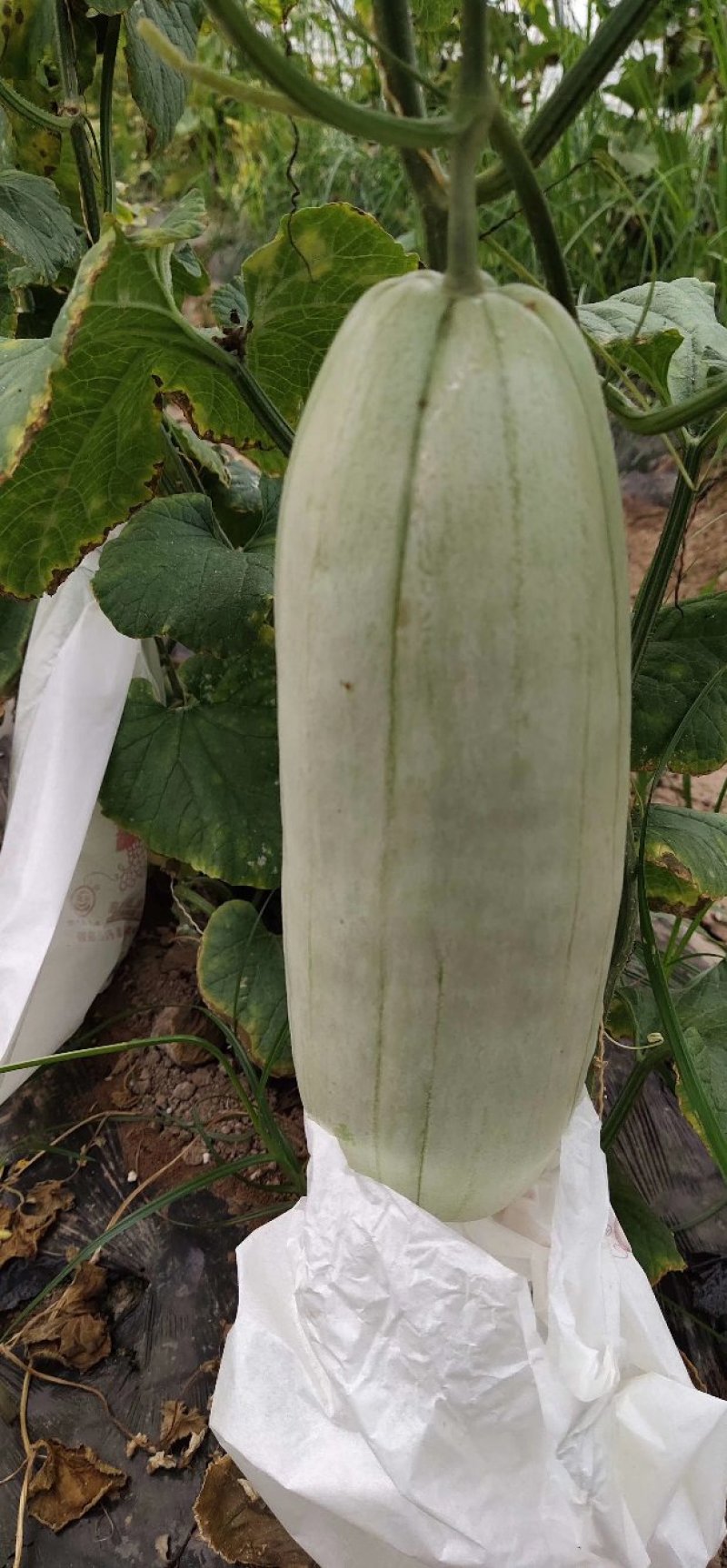 陕西大荔特产--高石脆瓜