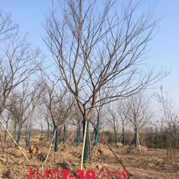 朴树7公分至25公分10公分15公分18公分