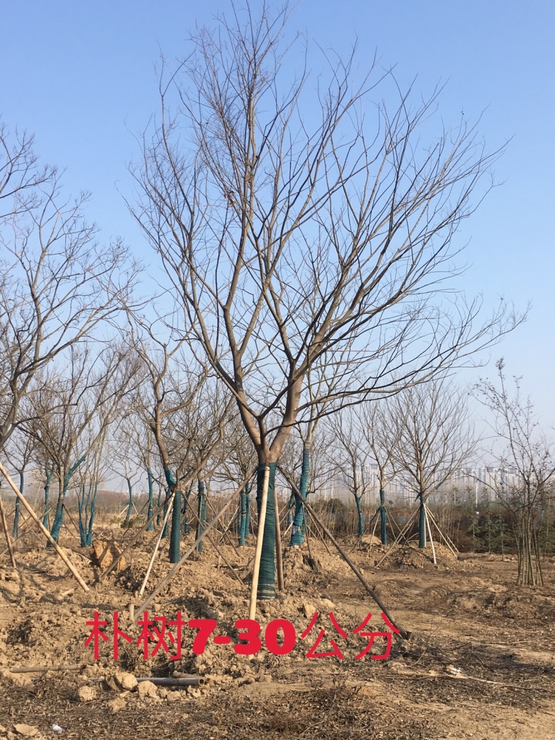 朴树7公分至25公分10公分15公分18公分