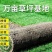 马尼拉四季青果岭草百慕大带泥土真草皮草坪庭院别墅绿化植物