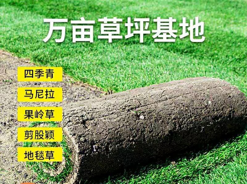 马尼拉四季青果岭草百慕大带泥土真草皮草坪庭院别墅绿化植物