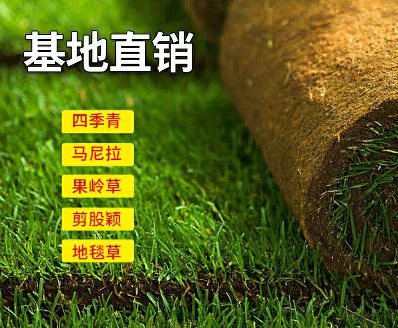 马尼拉四季青果岭草百慕大带泥土真草皮草坪庭院别墅绿化植物