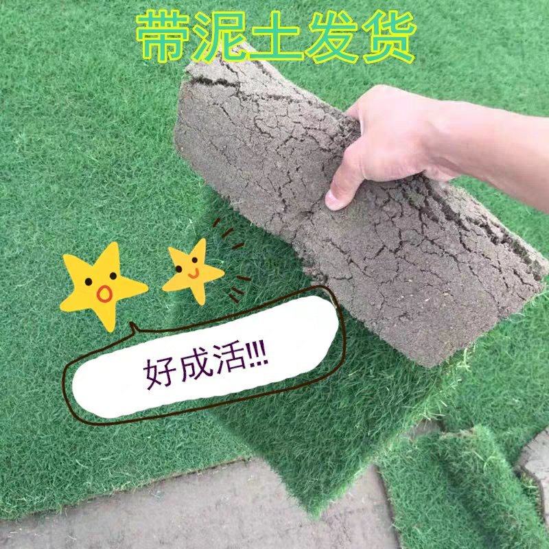 马尼拉四季青果岭草百慕大带泥土真草皮草坪庭院别墅绿化植物
