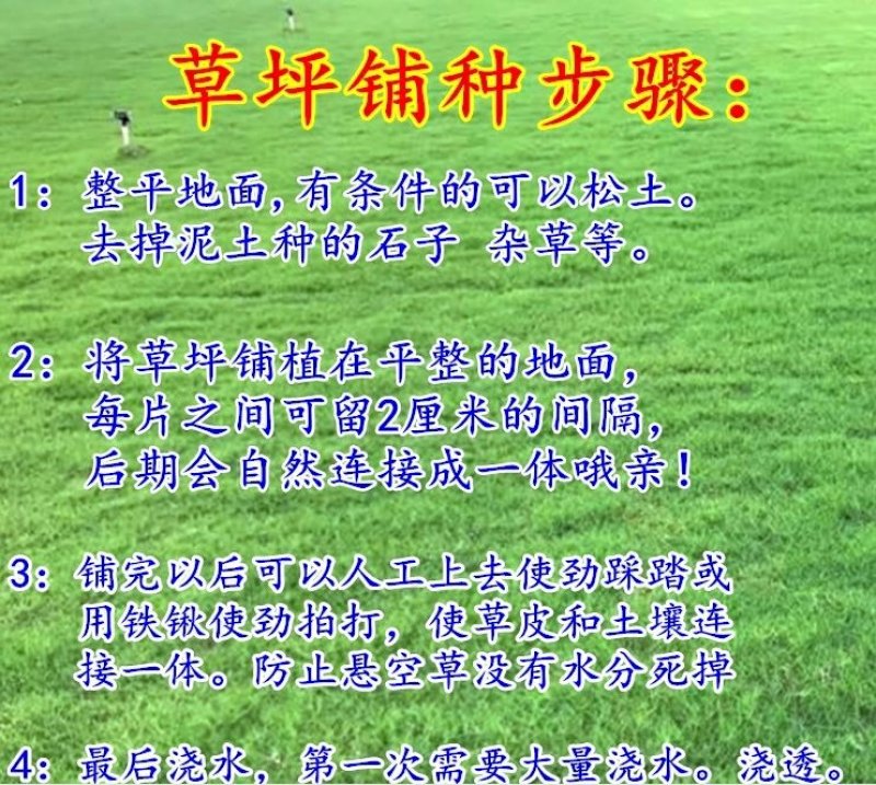 马尼拉四季青果岭草百慕大带泥土真草皮草坪庭院别墅绿化植物