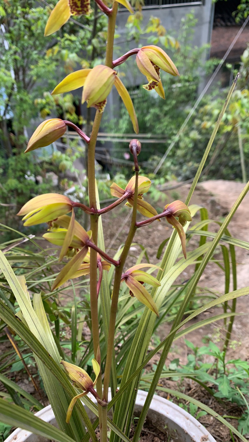 羊奶果苗果大饱满味甜牛茫茫羊奶奶树苗