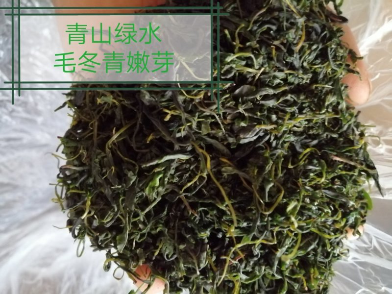青山绿水，小叶毛冬青嫩芽，清香甘苦货干净漂亮