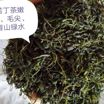 青山绿水，小叶毛冬青嫩芽，清香甘苦货干净漂亮