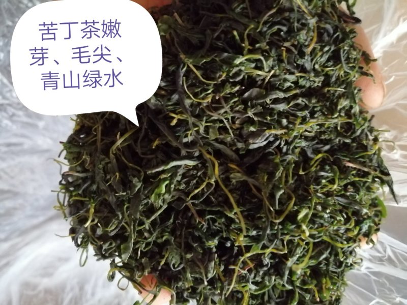 青山绿水，小叶毛冬青嫩芽，清香甘苦货干净漂亮
