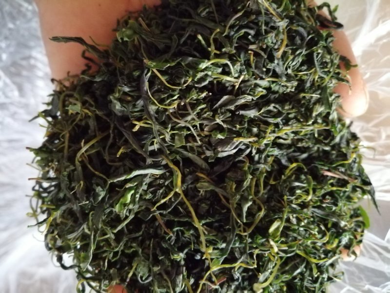 青山绿水，小叶毛冬青嫩芽，清香甘苦货干净漂亮