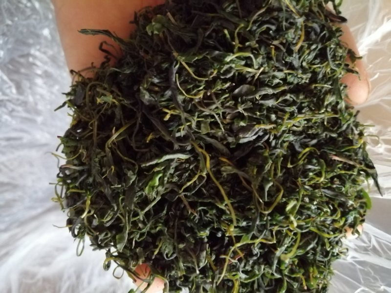 青山绿水，小叶毛冬青嫩芽，清香甘苦货干净漂亮