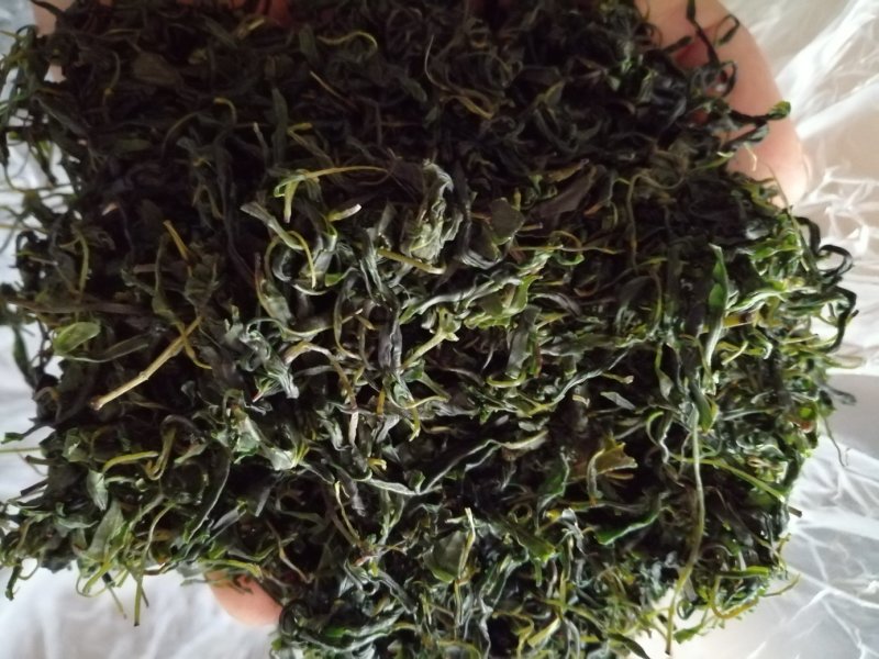 青山绿水，小叶毛冬青嫩芽，清香甘苦货干净漂亮