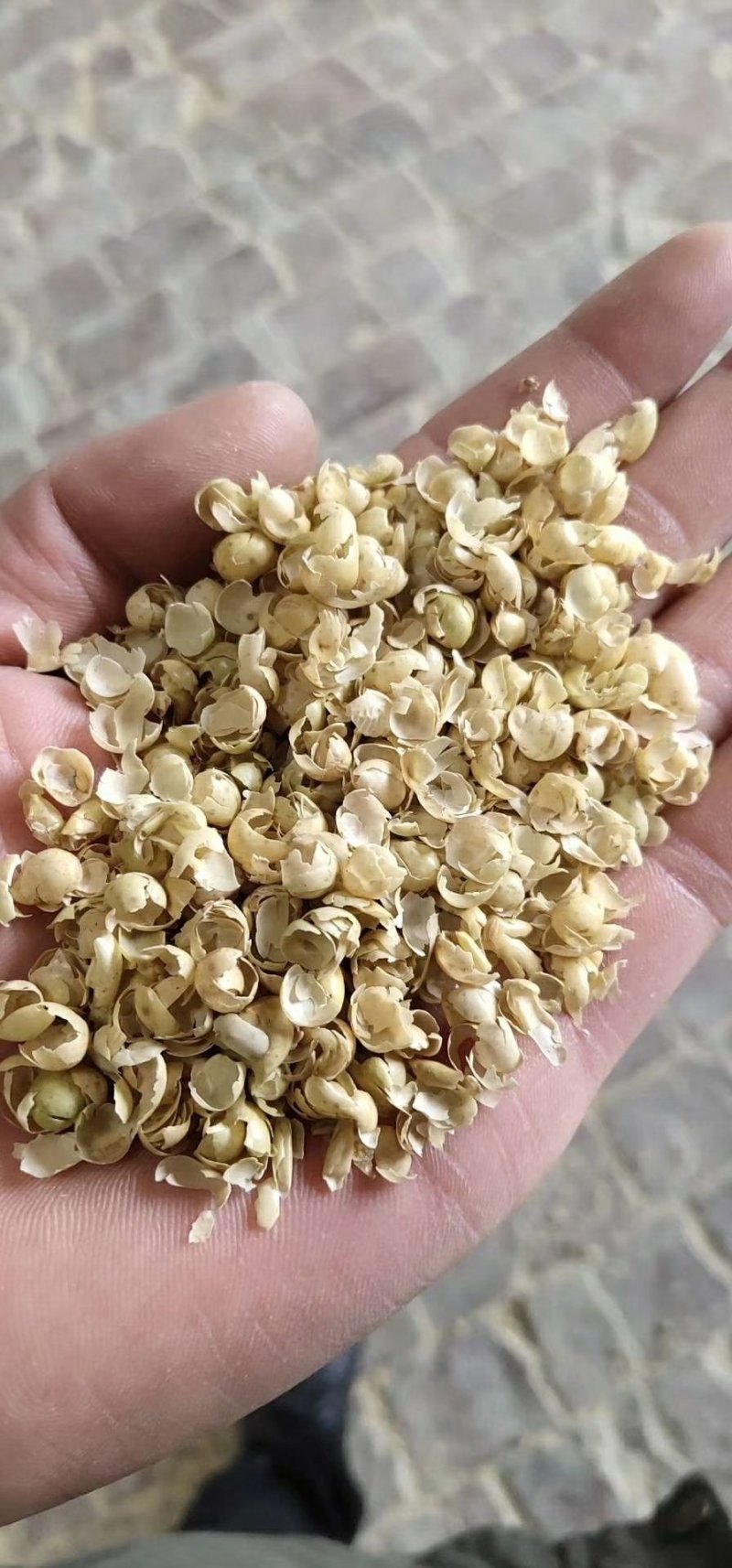 常年大量出售黄豆皮质量保证欢迎各位老板选购