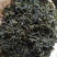 青山绿水，小叶苦丁，毛冬青嫩芽便宜处理量大从优