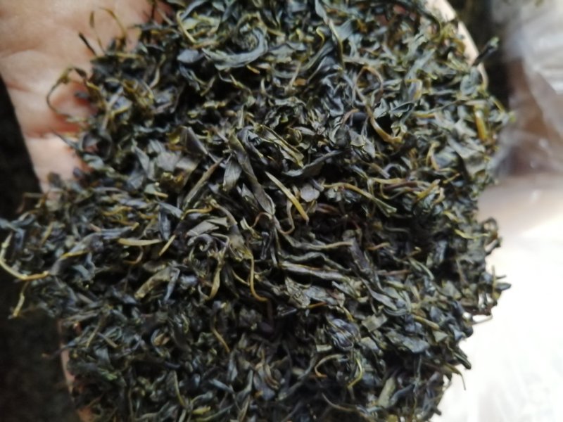 青山绿水，小叶苦丁，毛冬青嫩芽便宜处理量大从优
