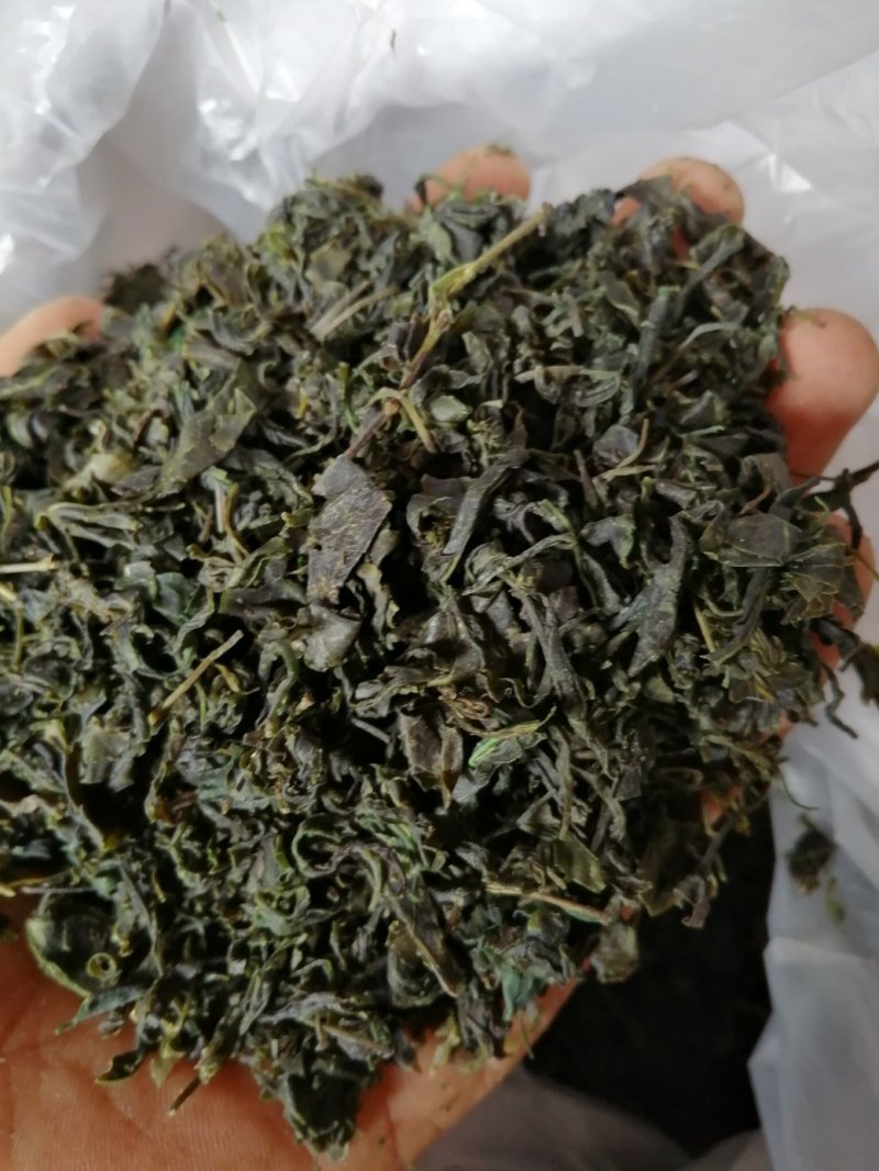 青山绿水，小叶苦丁，毛冬青嫩芽便宜处理量大从优