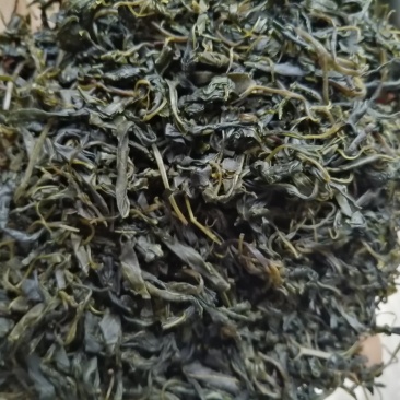 青山绿水，小叶苦丁，毛冬青嫩芽便宜处理量大从优