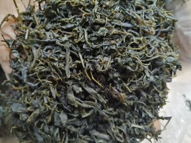 青山绿水，小叶苦丁，毛冬青嫩芽便宜处理量大从优