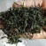 青山绿水，小叶苦丁，毛冬青嫩芽便宜处理量大从优
