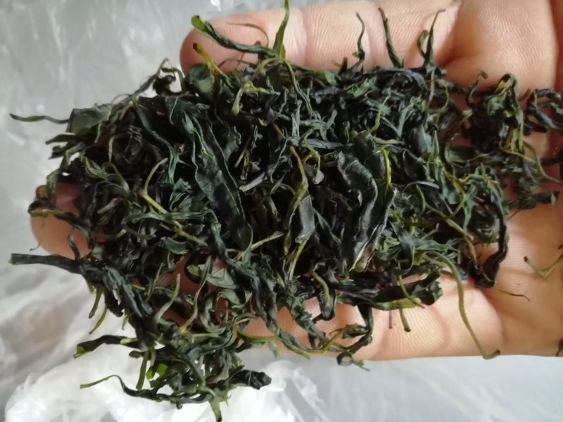 青山绿水，小叶苦丁，毛冬青嫩芽便宜处理量大从优